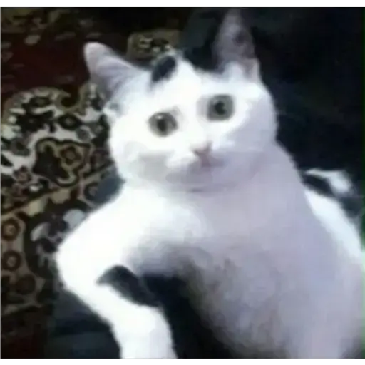 Paws of Majesty