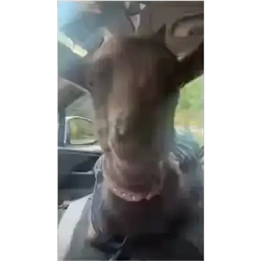 Goat